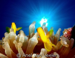 Red sea anemonefish taken at Marsa Bareika, Ras Mohamed P... by Anel Van Veelen 